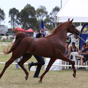 Australian National Arabina Stud Horse Show 2011