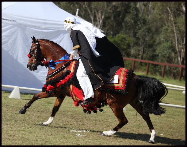 Australian National Arabina Stud Horse Show 2011