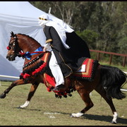Australian National Arabina Stud Horse Show 2011