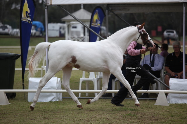 Australian National Arabina Stud Horse Show 2011