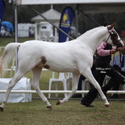 Australian National Arabina Stud Horse Show 2011