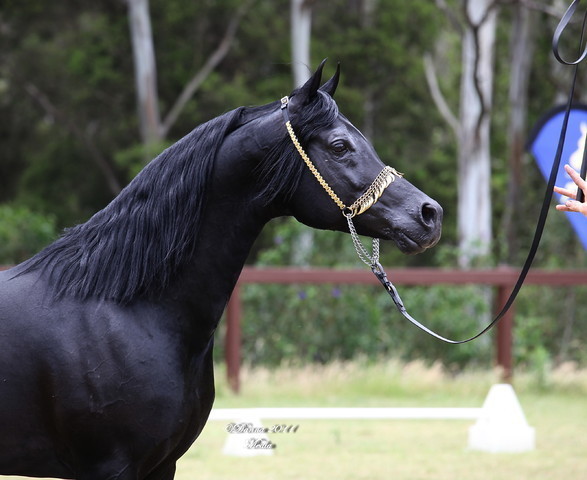 Australian National Arabina Stud Horse Show 2011
