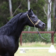 Australian National Arabina Stud Horse Show 2011