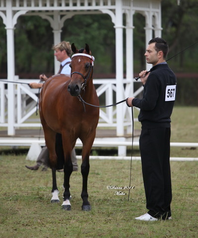 Australian National Arabina Stud Horse Show 2011