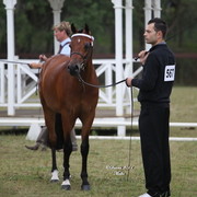 Australian National Arabina Stud Horse Show 2011
