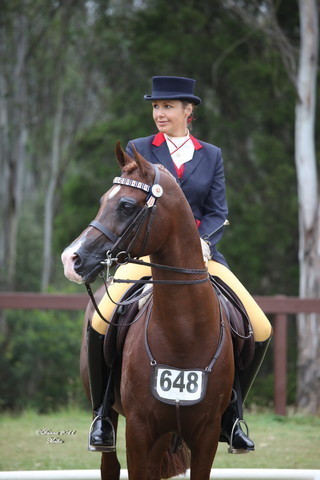 Australian National Arabina Stud Horse Show 2011
