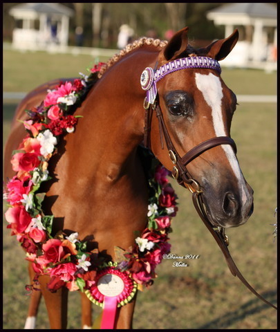 Australian National Arabina Stud Horse Show 2011