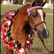 Australian National Arabina Stud Horse Show 2011