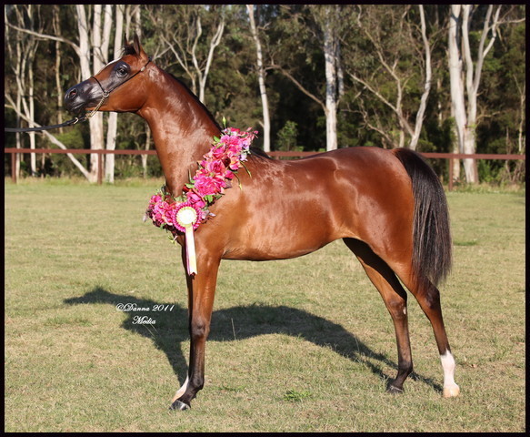 Australian National Arabina Stud Horse Show 2011