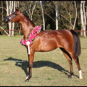 Australian National Arabina Stud Horse Show 2011