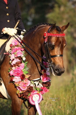 Australian National Arabina Stud Horse Show 2011