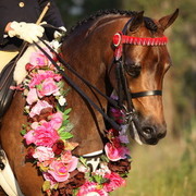 Australian National Arabina Stud Horse Show 2011