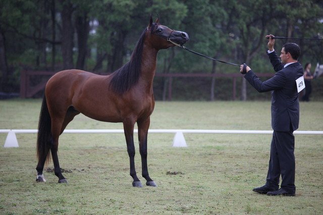 Australian National Arabina Stud Horse Show 2011