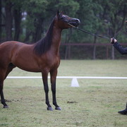 Australian National Arabina Stud Horse Show 2011