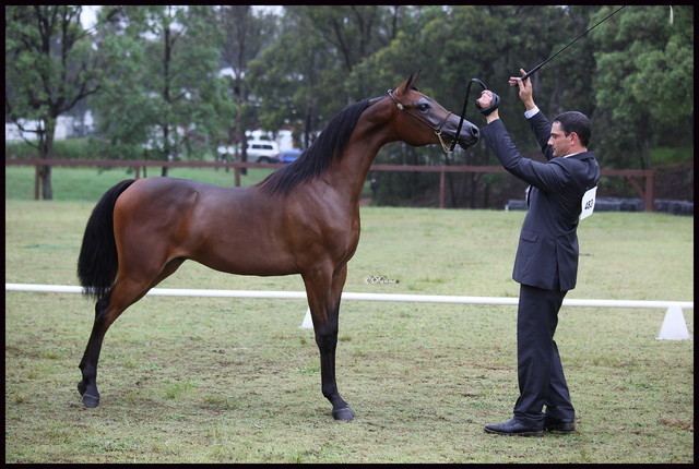 Australian National Arabina Stud Horse Show 2011