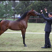 Australian National Arabina Stud Horse Show 2011