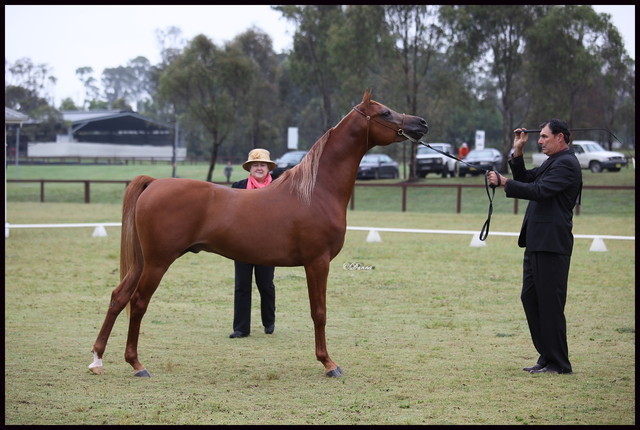 Australian National Arabina Stud Horse Show 2011