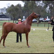 Australian National Arabina Stud Horse Show 2011