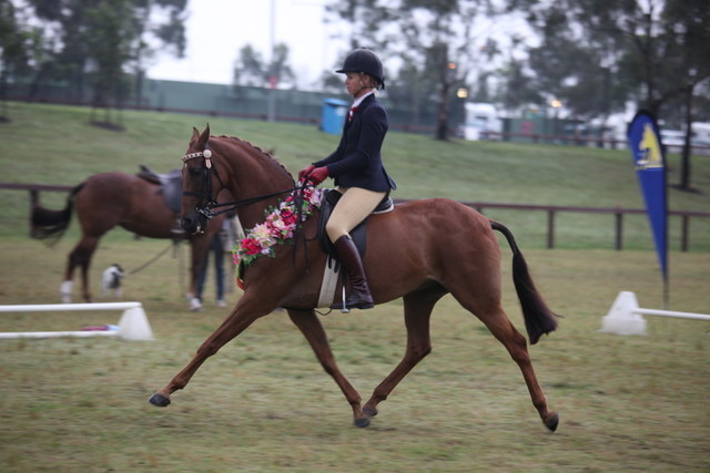 Australian National Arabina Stud Horse Show 2011