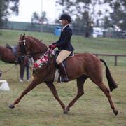 Australian National Arabina Stud Horse Show 2011