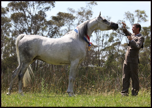 Australian National Arabina Stud Horse Show 2011