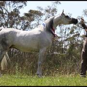 Australian National Arabina Stud Horse Show 2011