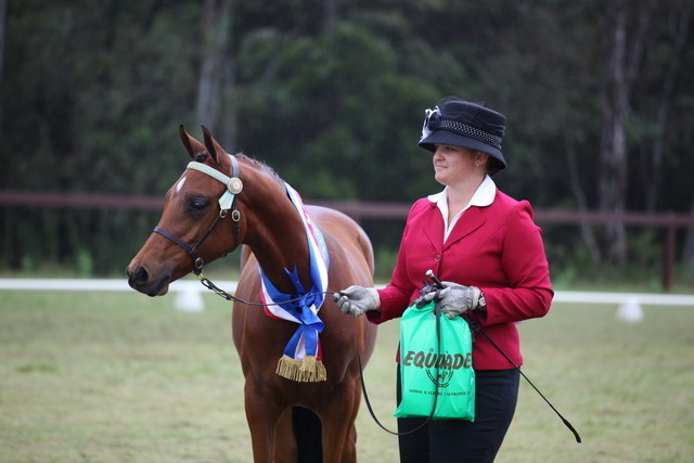 Australian National Arabina Stud Horse Show 2011