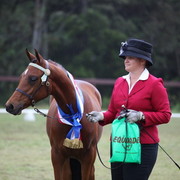 Australian National Arabina Stud Horse Show 2011