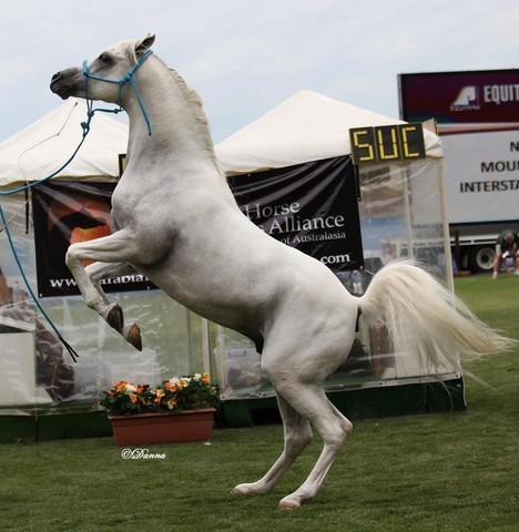 Arabian Horse Breeders Alliance of Australasia - Equitana Sydney 2011