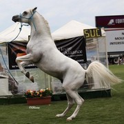 Arabian Horse Breeders Alliance of Australasia - Equitana Sydney 2011