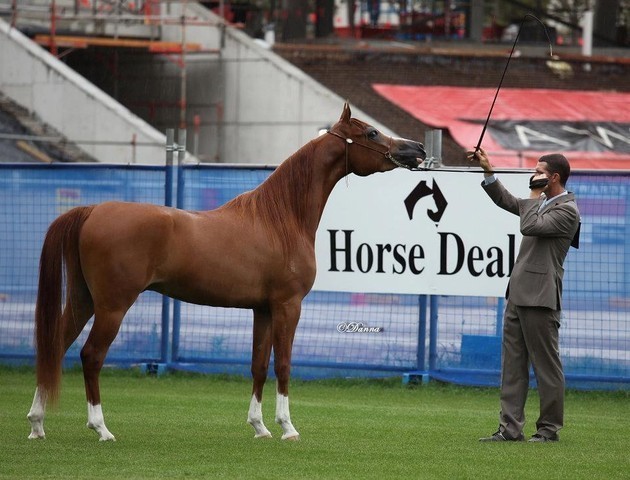 Arabian Horse Breeders Alliance of Australasia - Equitana Sydney 2011