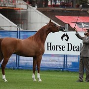 Arabian Horse Breeders Alliance of Australasia - Equitana Sydney 2011