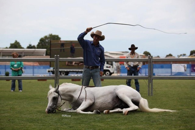 Arabian Horse Breeders Alliance of Australasia - Equitana Sydney 2011