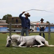Arabian Horse Breeders Alliance of Australasia - Equitana Sydney 2011