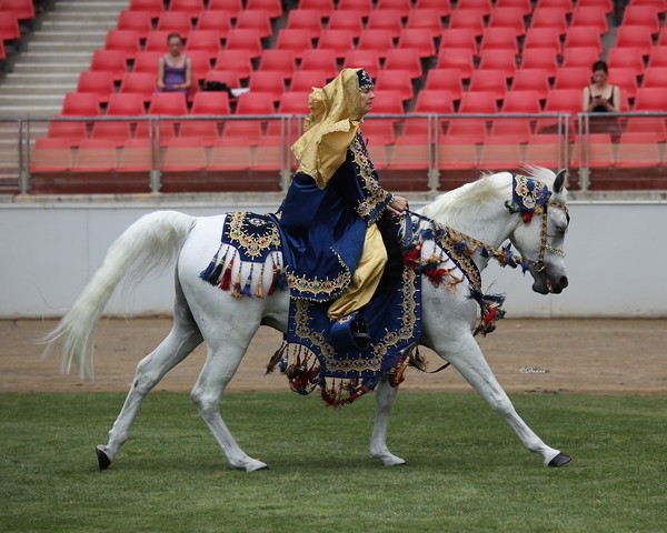 Arabian Horse Breeders Alliance of Australasia - Equitana Sydney 2011