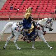 Arabian Horse Breeders Alliance of Australasia - Equitana Sydney 2011