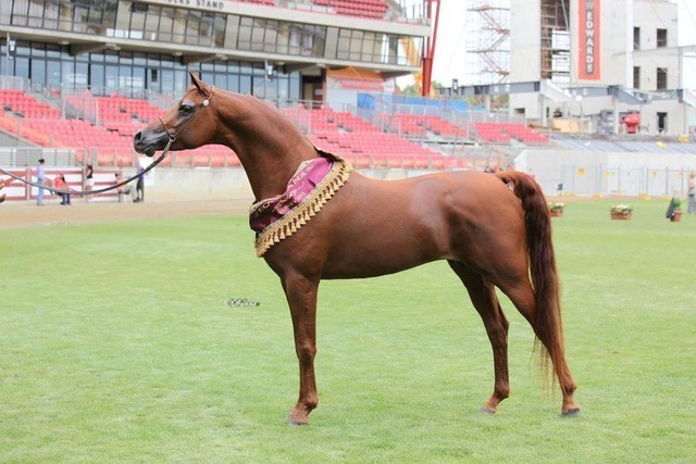 Arabian Horse Breeders Alliance of Australasia - Equitana Sydney 2011