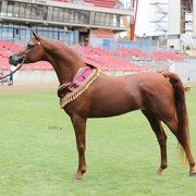 Arabian Horse Breeders Alliance of Australasia - Equitana Sydney 2011