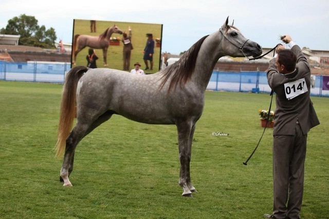 Arabian Horse Breeders Alliance of Australasia - Equitana Sydney 2011