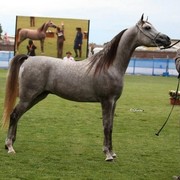 Arabian Horse Breeders Alliance of Australasia - Equitana Sydney 2011
