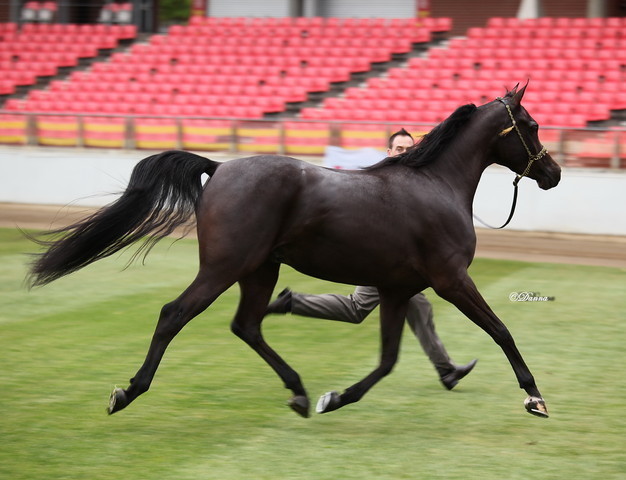 Arabian Horse Breeders Alliance of Australasia - Equitana Sydney 2011