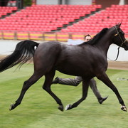 Arabian Horse Breeders Alliance of Australasia - Equitana Sydney 2011