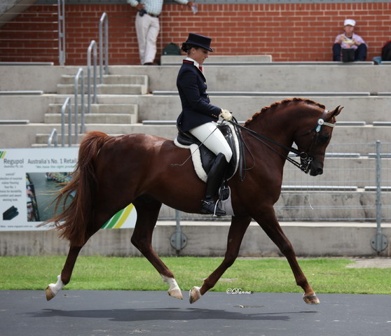 Arabian Horse Breeders Alliance of Australasia - Equitana Sydney 2011