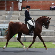 Arabian Horse Breeders Alliance of Australasia - Equitana Sydney 2011