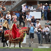 Arabian Horse Breeders Alliance of Australasia - Equitana Sydney 2011
