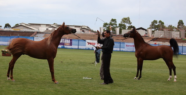 Arabian Horse Breeders Alliance of Australasia - Equitana Sydney 2011