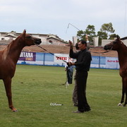 Arabian Horse Breeders Alliance of Australasia - Equitana Sydney 2011