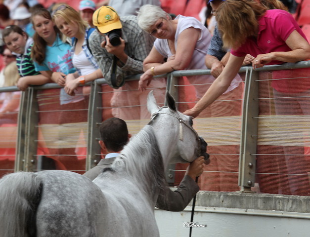 Arabian Horse Breeders Alliance of Australasia - Equitana Sydney 2011