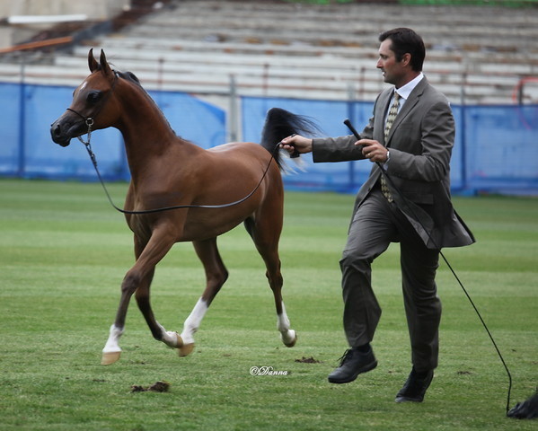 Arabian Horse Breeders Alliance of Australasia - Equitana Sydney 2011