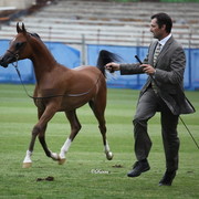 Arabian Horse Breeders Alliance of Australasia - Equitana Sydney 2011